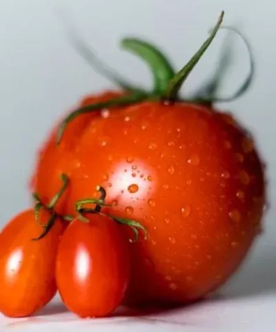 Some ripe, delicious looking tomatoes.