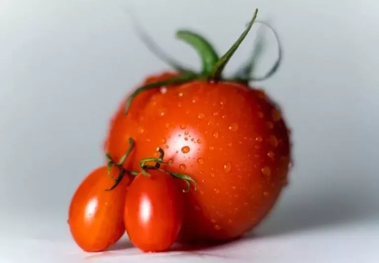 Some ripe, delicious looking tomatoes.